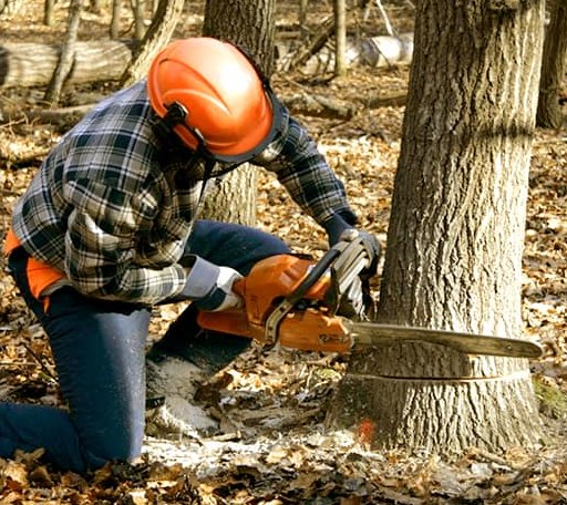 Tree Removal in Pomfret, CT
